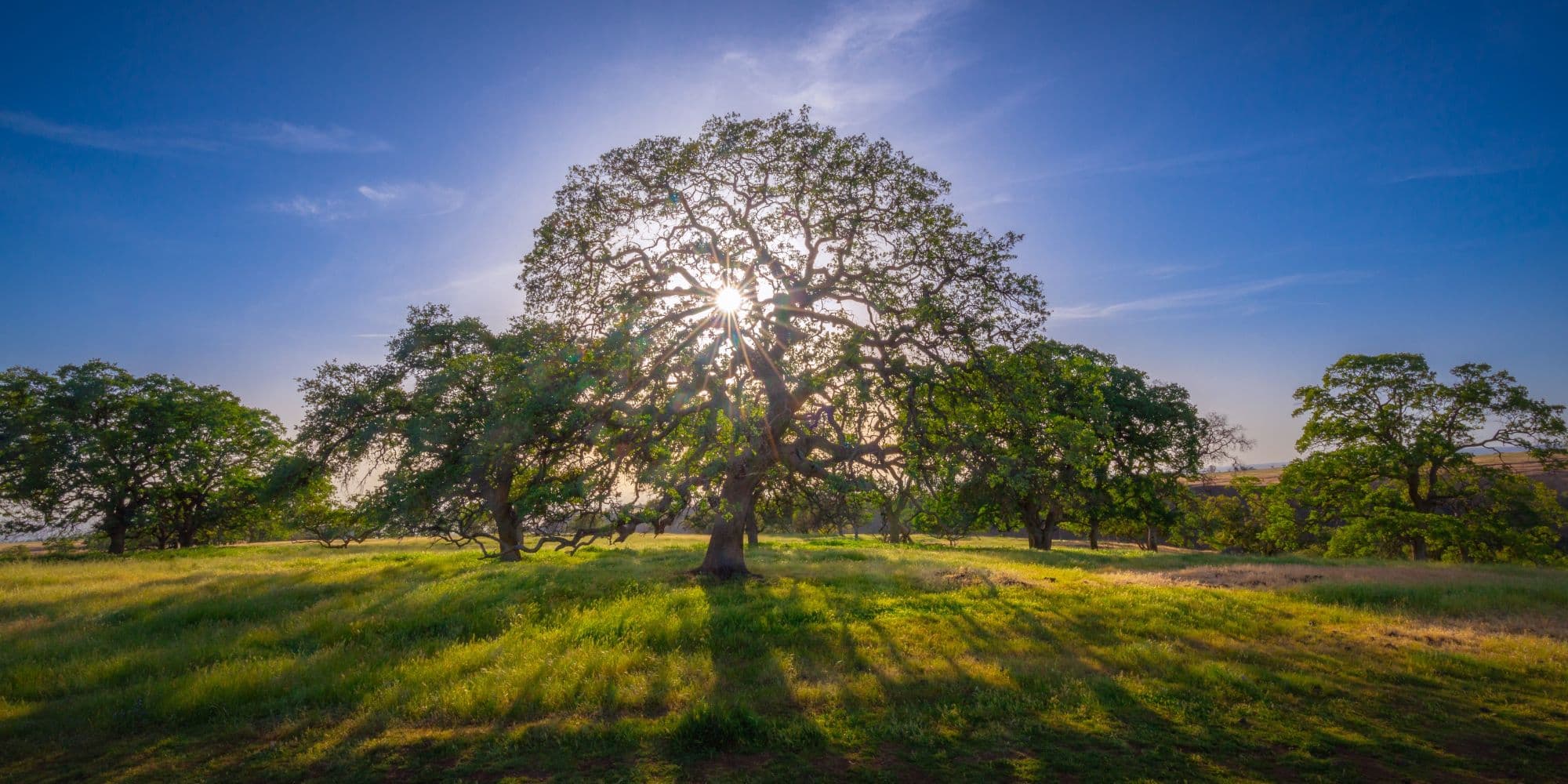 Oak tree.